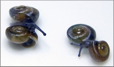 Triodopsis hopetonensis (Shuttleworth, 1852) hatchlings