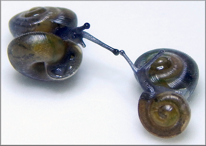 Triodopsis hopetonensis (Shuttleworth, 1852) hatchlings