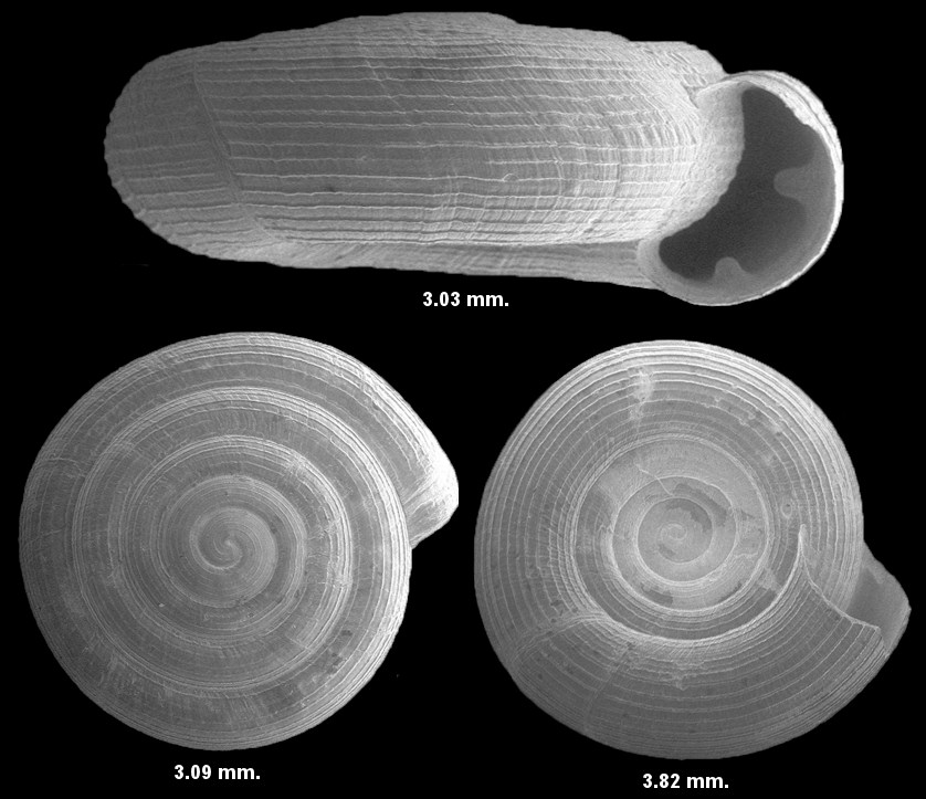 Helicodiscus notius notius Hubricht, 1962 Tight Coil