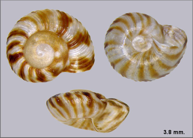 Anguispira alternata (Say, 1817) Flamed Tigersnail