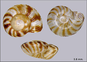 Anguispira alternata (Say, 1817) Flamed Tigersnail