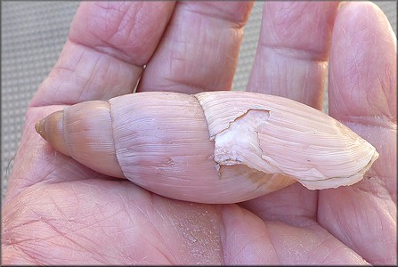 Euglandina rosea (Frussac, 1821) Damaged Shell