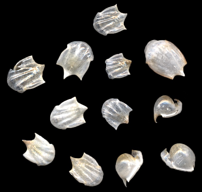 Cavolinia uncinata (Rang, 1829) Uncinate Cavoline