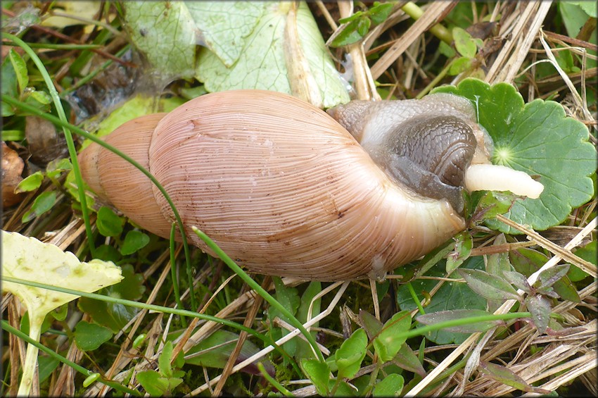 Euglandina rosea (Frussac, 1821) Sexual Organ