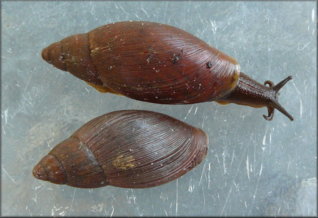 Euglandina rosea (Frussac, 1821) Unusually Dark Colored Specimens