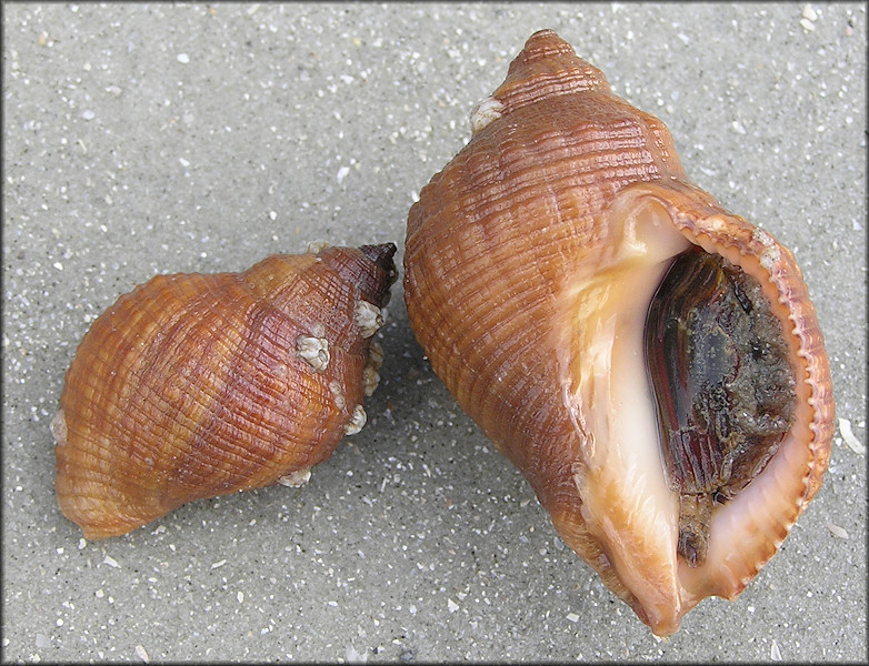 Stramonita haemastoma (Linnaeus, 1767) Florida Rocksnail Color Variety