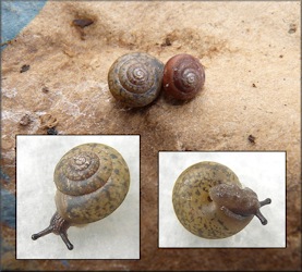 Praticolella jejuna (Say, 1821) Florida Scrubsnail Unusually Colored Specimen