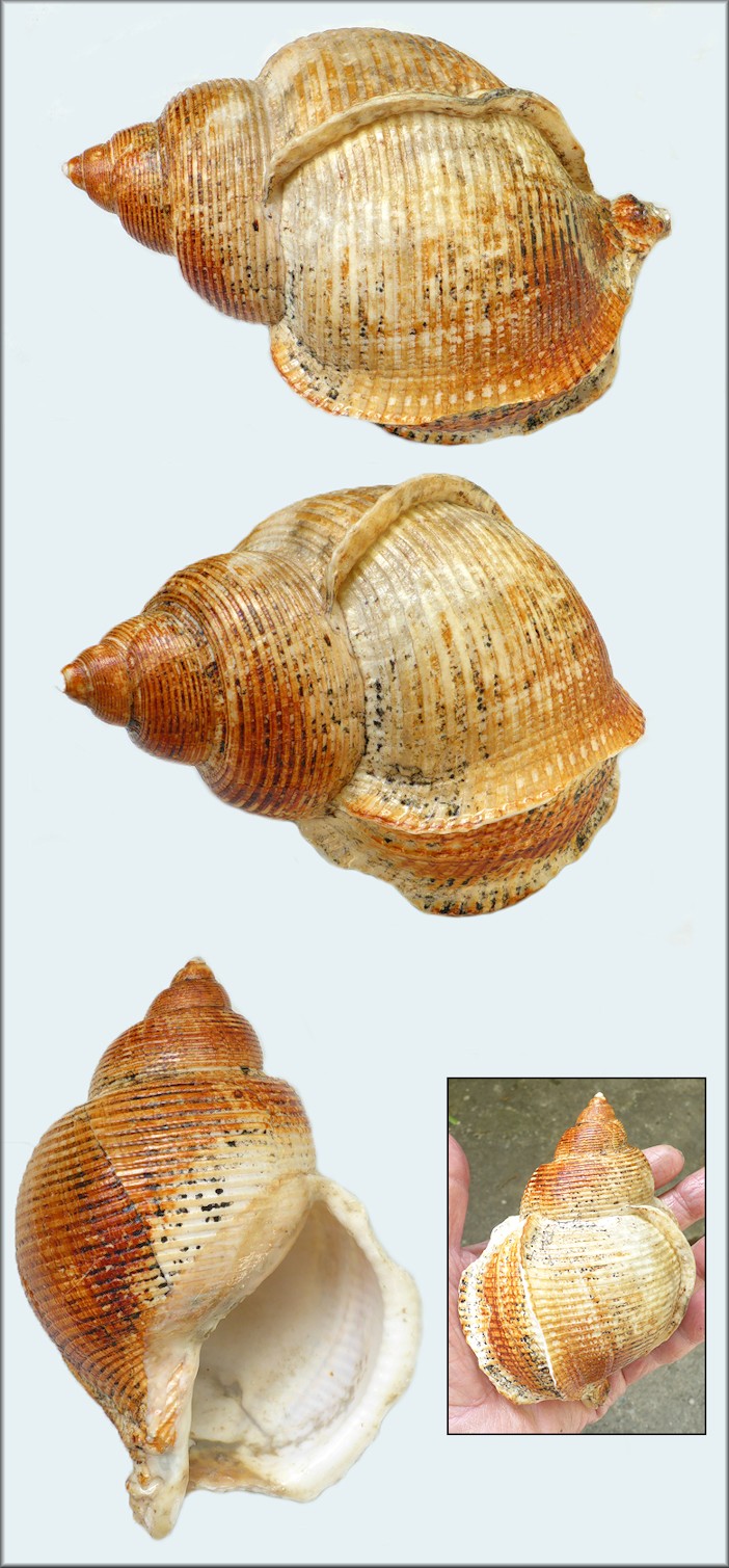 Eucorys bartschi (Rehder, 1943)