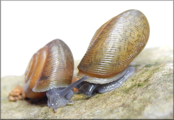 Triodopsis hopetonensis (Shuttleworth, 1852) hatchlings