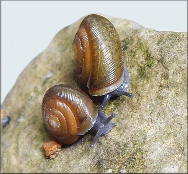 Triodopsis hopetonensis (Shuttleworth, 1852) hatchlings