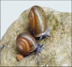 Triodopsis hopetonensis (Shuttleworth, 1852) hatchlings