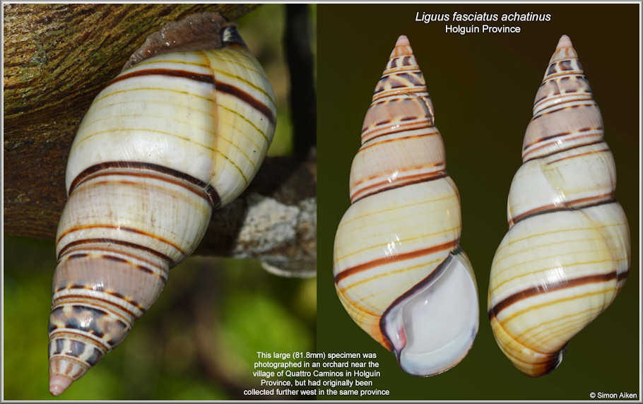 Liguus fasciatus achatinus Clench, 1934