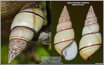 Liguus fasciatus achatinus Clench, 1934