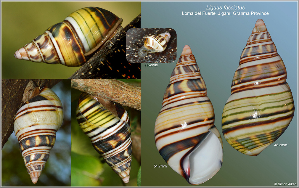 Liguus fasciatus (Mller, 1774)