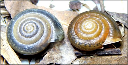 Triodopsis hopetonensis (Shuttleworth, 1852) hatchlings