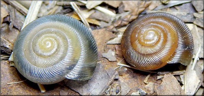 Triodopsis hopetonensis (Shuttleworth, 1852) hatchlings