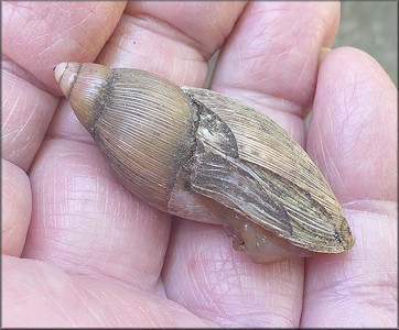 Euglandina rosea (Frussac, 1821) Damaged Shell