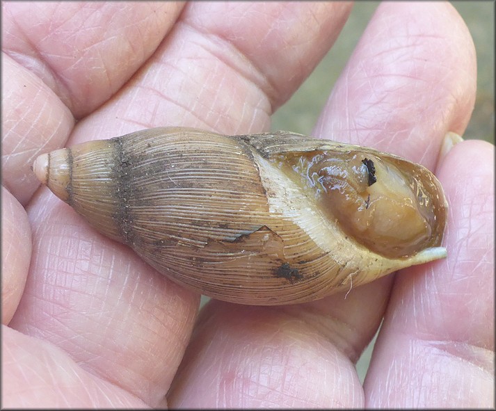 Euglandina rosea (Frussac, 1821) Damaged Shell