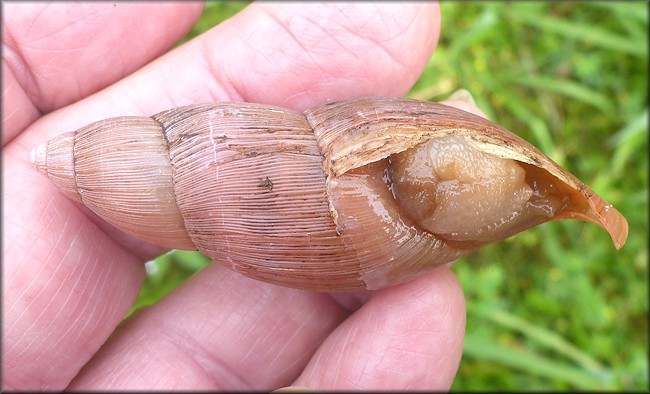Euglandina rosea (Frussac, 1821) Damaged Shell
