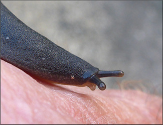 Belocaulus angustipes (Heynemann, 1885) Black-velvet Leatherleaf Along Cortez Road