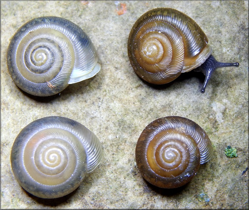 Triodopsis hopetonensis (Shuttleworth, 1852) hatchlings