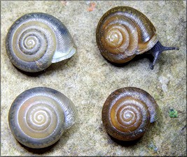 Triodopsis hopetonensis (Shuttleworth, 1852) hatchlings