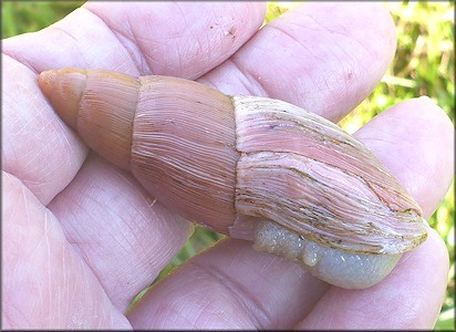 Euglandina rosea (Frussac, 1821) Damaged Shell