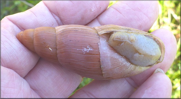 Euglandina rosea (Frussac, 1821) Damaged Shell