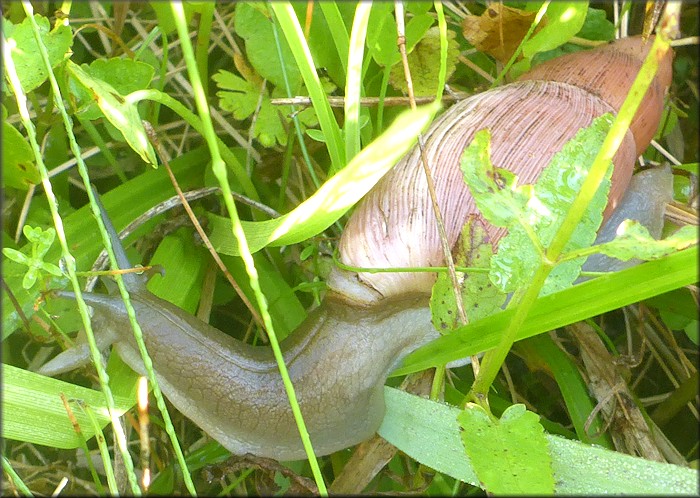 Euglandina rosea (Frussac, 1821) Damaged Shell