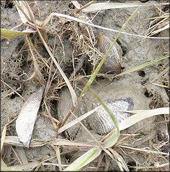 Geukensia demissa (Dillwyn, 1817) Ribbed-mussel In Situ