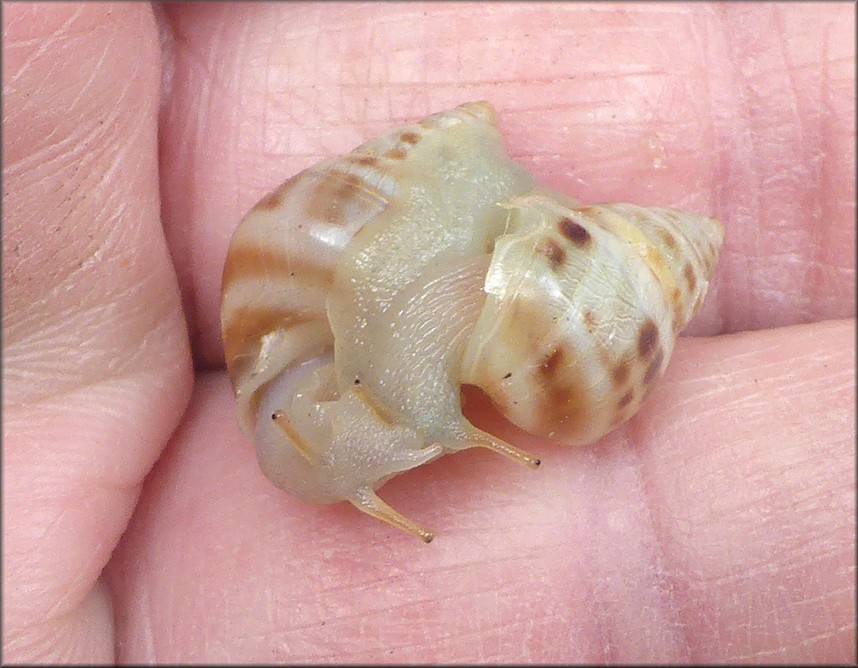 Drymaeus dormani (W. G. Binney, 1857) Manatee Treesnail