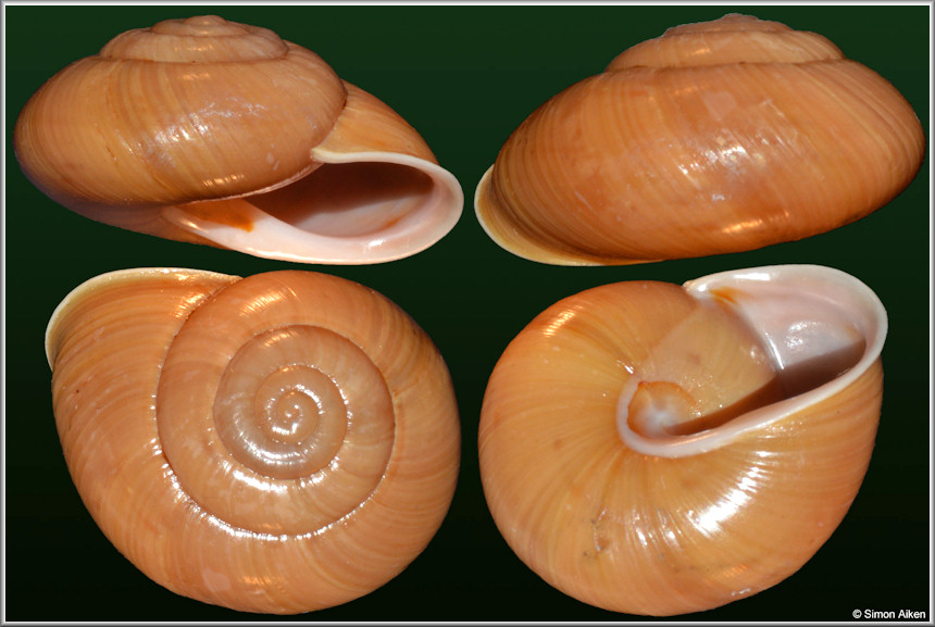 Coryda alauda (Frussac, 1821)