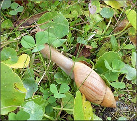 Euglandina rosea (Frussac, 1821) Rosy Wolfsnail In Situ