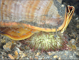 Cassis madagascariensis spinella Clench, 1944 Cameo Helmet