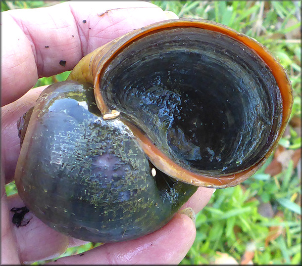 Pomacea canaliculata (Lamarck, 1822) 