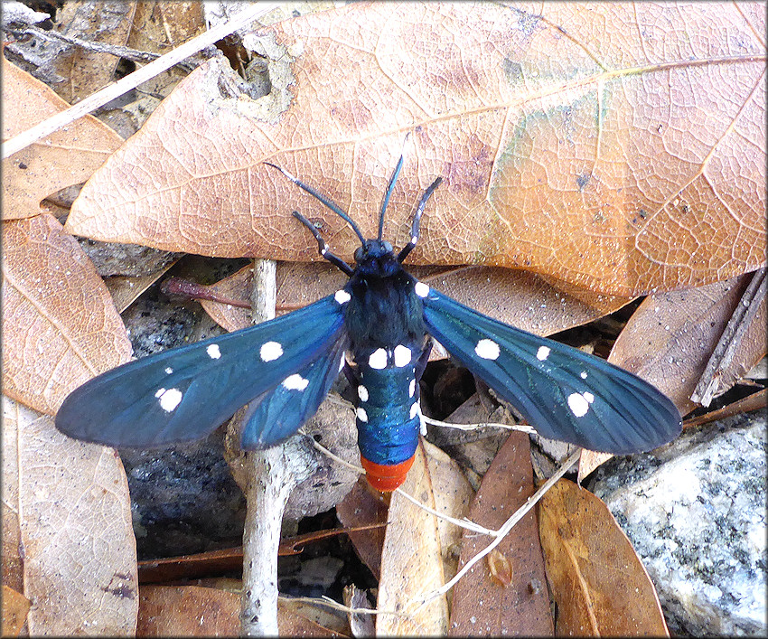 Oleander Moth [Syntomeida epilais]