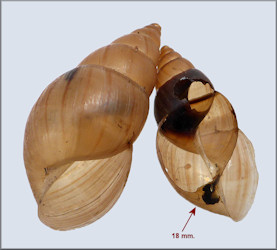 Euglandina rosea (Frussac, 1821) Unusual Feeding Strategy