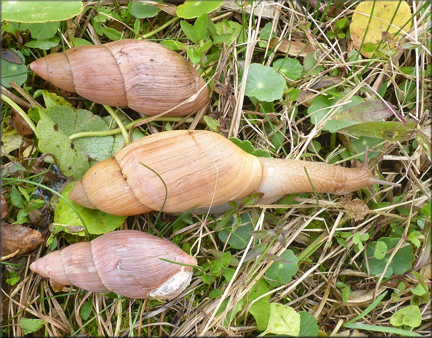 Euglandina rosea (Frussac, 1821) Rosy Wolfsnail