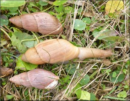 Euglandina rosea (Frussac, 1821) Rosy Wolfsnail