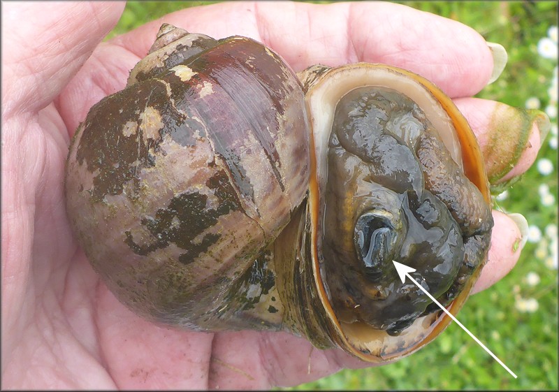 Aquatic center lake Pomacea with abbreviated operculum (4/15/2021)