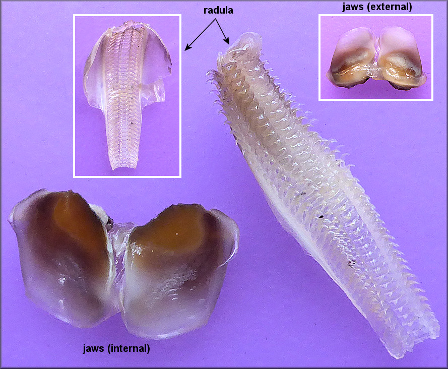 Pomacea maculata G. Perry, 1810 Radula And Chitinous Jaws