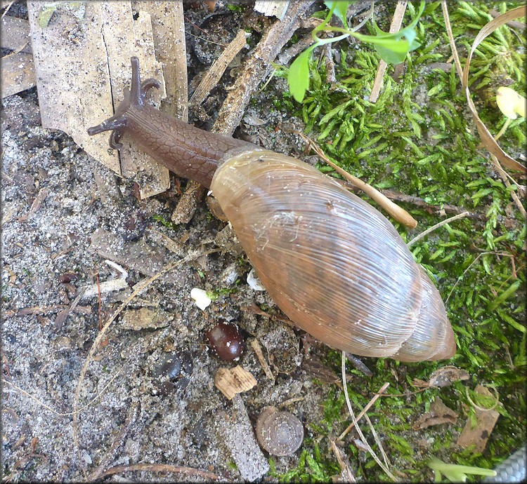 Euglandina rosea (Frussac, 1821) Juvenile