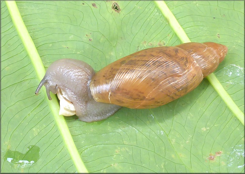 Euglandina rosea (Frussac, 1821) Feeding On Praticolella mexicana K. Perez, 2011