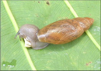 Euglandina rosea (Frussac, 1821) Feeding On Praticolella mexicana K. Perez, 2011