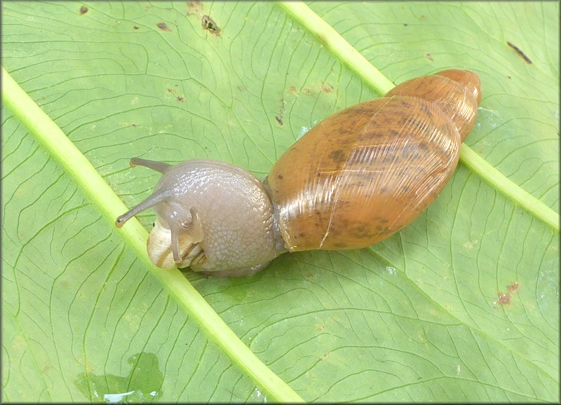 Euglandina rosea (Frussac, 1821) Feeding On Praticolella mexicana K. Perez, 2011