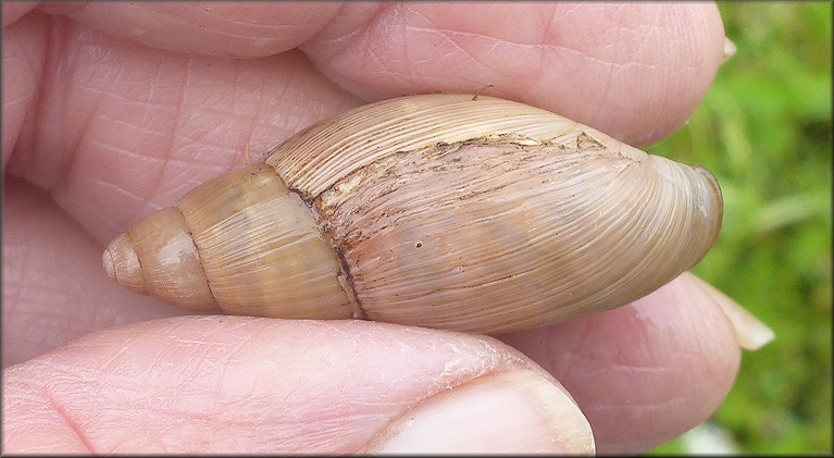 Euglandina rosea (Frussac, 1821) Damaged Shell