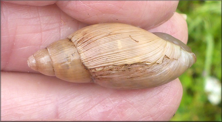 Euglandina rosea (Frussac, 1821) Damaged Shell