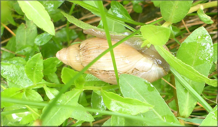 Euglandina rosea (Frussac, 1821) Damaged Shell