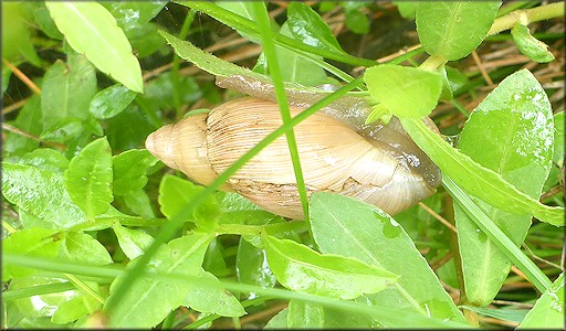 Euglandina rosea (Frussac, 1821) Damaged Shell