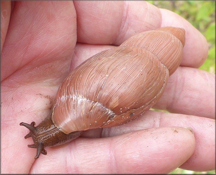 Euglandina rosea (Frussac, 1821) Damaged Shell